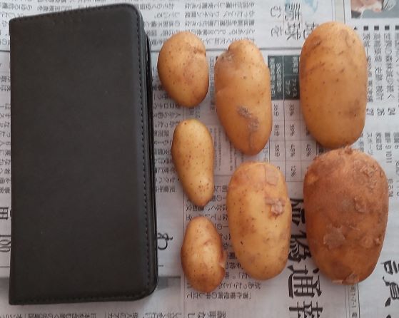 food_loss_potatoes